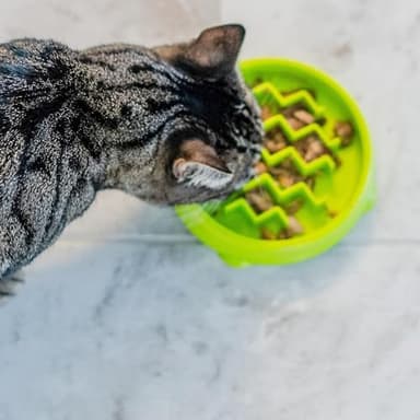 Catstages Kitty Slow Feeder Cat Bowl for Wet or Dry Cat Food, Helps Prevent Bloat & Improve Digestion, Non-Slip, BPA-Free, Small, Green - Image 6