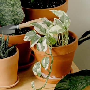 Live Pothos Plants (4PK) Indoor Plants Live Houseplants, Pothos Live Plant House Plants, Money Plant Indoor Pothos Plant Decor, Devils Ivy Trailing Plants Live by Plants for Pets,Black - Image 4