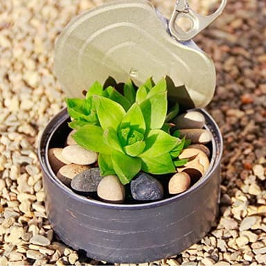 River Rocks Stones Natural Decorative Mixed Color Pebbles Fish Tank Gravel Small Garden Rocks Soil Cover for Aquariums, Landscaping, Vase Fillers, Succulent, Tillandsia, Cactus, Terrarium Plants 2.2lb - Image 5