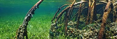 Galápagos (05410) Aquarium Background Clings, 10.125" x 30", Mangrove - Image 2