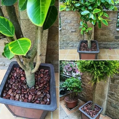 YISZM Rocks for Plant 5lbs, Red River Rocks 1-2 Inch Natural Pebbles for Indoor Plants, High Polished Decorative Stones Vase Filler Fish Tank Aquariums Landscaping Garden - Image 4