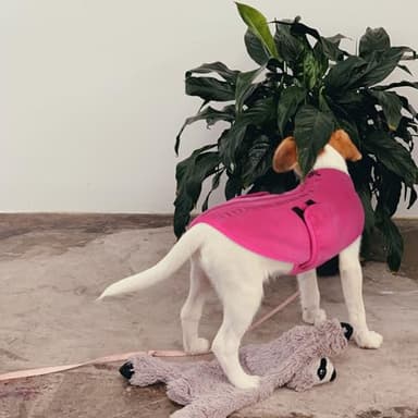 Queenmore Soft Fleece XXL Dog Sweater, Warm Winter Jacket with Leash Hole, Dachshund Cats & Doggy to Boy or Girl, (Pink, XXL) - Image 8
