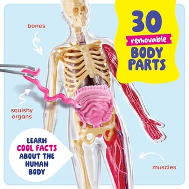 Dan&Darci Human Anatomy Squishy Body Model - Science Kits for Kids Ages 4-8 - STEM Toys for 4 5 6 7 8 Year Old Boy Birthday Gift - Learning Educational Toys for Ages 5-7 Boys Gifts - Skeleton Parts - Image 2