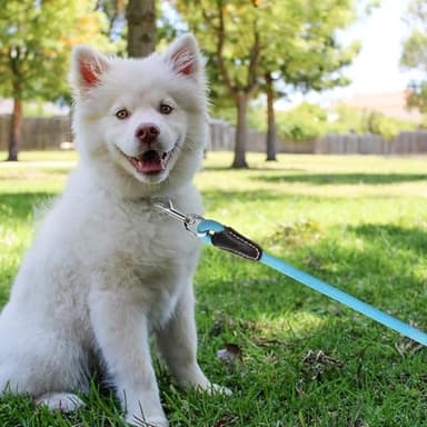 Mile High Life Genuine Leather Wrapped Handle Dog Leash, w Heavy Duty Clasp Rope Leash for Small Medium Large Dogs (Blue, 5FT) - Image 5