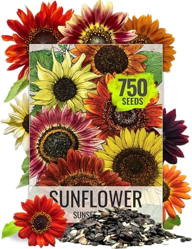 Seed Needs Sunflower Seeds to Plant Sunset Blend 7 Varieties Mix | 750+ Seeds Helianthus Annuus Heirloom Open Pollinated Bulk Flower Seed | Multicolored Sun Flowers Garden Favorite - Image 1