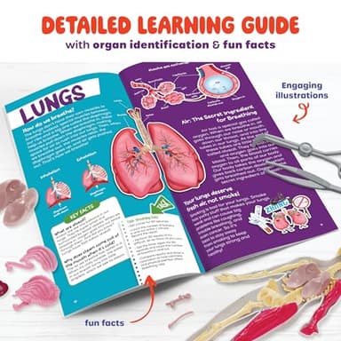 Dan&Darci Human Anatomy Squishy Body Model - Science Kits for Kids Ages 4-8 - STEM Toys for 4 5 6 7 8 Year Old Boy Birthday Gift - Learning Educational Toys for Ages 5-7 Boys Gifts - Skeleton Parts - Image 7