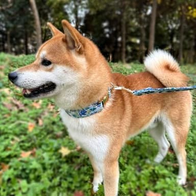 Dog Collar and Leash Set with AirTag Holder,Adjustable Dog Collars with Quick Release Metal Buckle,Flowers Patterns with Soft Padded for Small Medium Large Dogs - Image 7