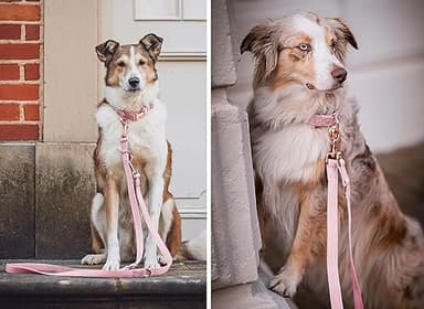 Leather Dog Collar and Leash Set 7FT Reflective at Night - Soft and Easy to Clean Vegan Leather with Gold Metal Buckle for Small Medium Large Dogs (S, Sea Green) - Image 9
