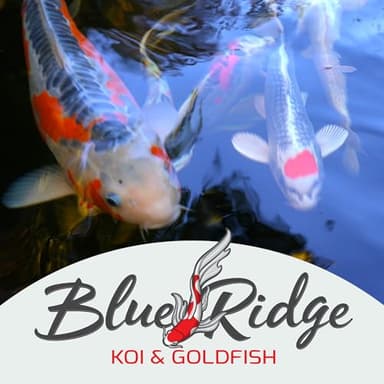 Blue Ridge Koi Fish Food 5lb - Koi Food Large 3/16" Growth Formula, Goldfish Food, Premium Fish Food for Ponds, Ponds Fish Food, Floating Pond Pellets - Image 9
