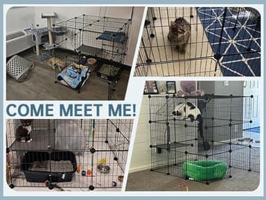 Oneluck 3-Tier Cat Cages Indoor Enclosure DIY Cat Playpen Catio Detachable Metal Wire Kennels Cats Crate Large Extra Exercise Place Ideal for 1 Cat,35.4 Inches - Image 5