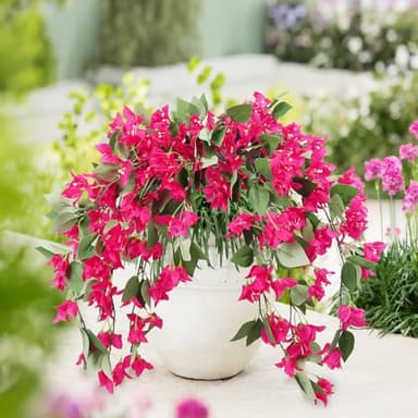 RECUTMS Artificial Fake Hanging Plants Flowers for Outdoor 4pcs Faux Silk Bougainvillea Long Vines Stems Realistic UV Resistant Home Porch Patio Balcony Garden Yard Outside (Rose Red) - Image 1