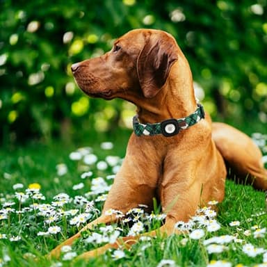 Elegant little tail Airtag Dog Collar, St Patrick's Dog Collar Pet with Airtag Holder Holiday Pet Collar Cute Puppy Collar Adjustable Pet Dog Collars for Large Dogs - Image 4