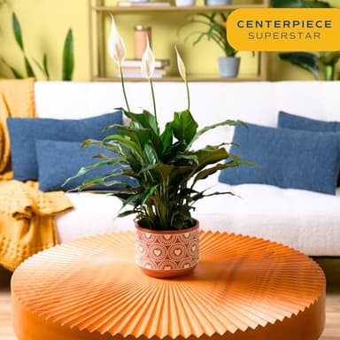 Costa Farms Spathiphyllum Peace Lily Live Indoor Plant in in Premium Scheurich Ceramic Planter, 15-Inch - Image 2