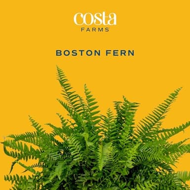Costa Farms Ferns (2 Pack), Live Premium Boston Fern Plants in Hanging Basket Planters, Houseplants Potted in Soil Potting Mix, Outdoor Garden Gift, Beautiful Home Patio Décor, 16-Inches Tall - Image 2