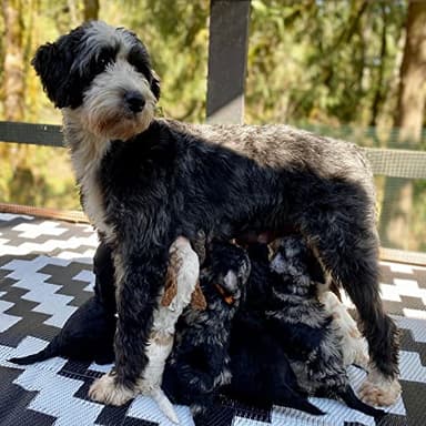 URBEST Outdoor Camping Mats Rugs Reversible Waterproof RV Deck Porch Plastic Rugs Black-White 4x6 Feet - Image 4