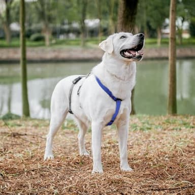 PUPTECK Escape Proof Dog Harness - No Pull Soft Padded Full Body Pet Halter Harness with Lift Handle for Small Medium Large Doggies Walking Hiking Hunting, Navy Blue & Grey, XL - Image 6