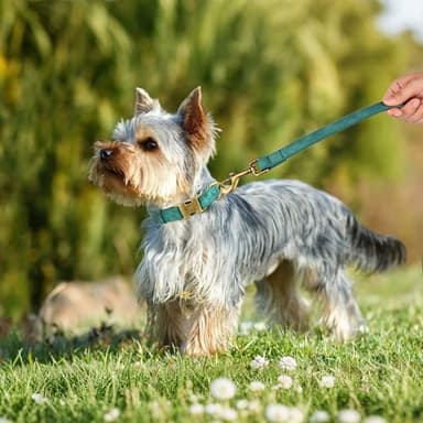 Didog Soft PU Leather Dog Collar, Stylish Quick Released Dog Collars for Small Dogs, Easy Clean Adjustable Pet Collar for Daily Walking, Green, S Fit 10-16" Neck - Image 3