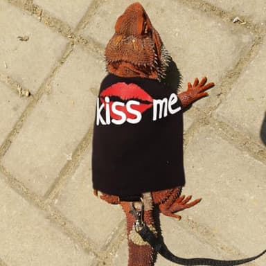 Bearded Dragon Leash and Harness Adjustable - Unique Pattern Lizard Cloth Escape Proof Harness with Leash for Walking Outdoor (Black) - Image 6