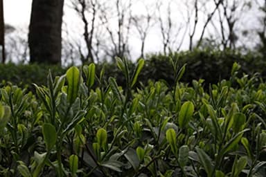 The Tao of Tea, Black Mango Black Tea, Loose Leaf, 4 Ounce Tin - Image 3