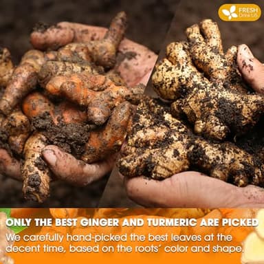 FreshDrinkUS, Premium 135 Turmeric Ginger Tea Bags, 100% Natural Ingredients, Hand-made Blend of Turmeric and Ginger Herbal Tea, Eco-conscious Tea Bags. No Sugar, No Caffeine, No Gluten, Vegan. - Image 6