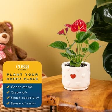 Costa Farms Anthurium Plant, Live Indoor Houseplant with Red Flowers, Easy Grow Flowering House Plant in Cute Décor Pot, Birthday, Housewarming, Get Well Soon, Home, Room, Office Décor, 12-Inches Tall - Image 5