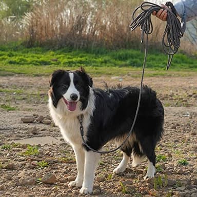 NTR Long Leash for Dog Training, 100FT Dog Leashes for Large Breed Dogs with Swivel Lockable Hook and Comfortable Padded Handle,Dog Lead Check Cord for Small Medium and Large Dogs - Image 7