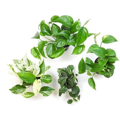 Live Pothos Plants (4PK) Indoor Plants Live Houseplants, Pothos Live Plant House Plants, Money Plant Indoor Pothos Plant Decor, Devils Ivy Trailing Plants Live by Plants for Pets,Black - Image 9