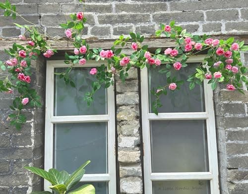 Shyshining 6FT Bendable Pink Rose Flower Garland, Artificial Silk Wild Roses Vine Leaves Hanging Flowers for Wall Fireplace Fence Trellis Wedding Baby Shower Room Home Spring Summer Decor(1PC) - Image 1