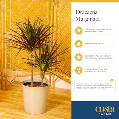 Costa Farms Dracaena Marginata Magenta Madagascar Dragon Tree, Live Indoor Plant, Easy to Grow Houseplant Potted in Decor Planter Pot, Living Room Home and Office Decor, 3-4 Feet Tall - Image 6