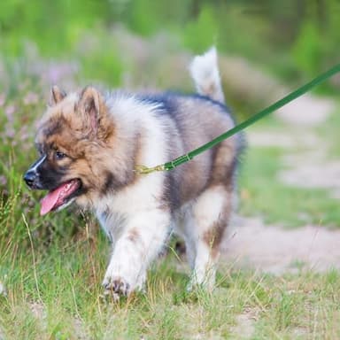 LWBMG Leather Dog Leash for Small Dogs 6ft, Heavy Duty Pet Lead, Soft Genuine Leather Leash for Small Medium Dogs（1/2" X 6', Green） - Image 5