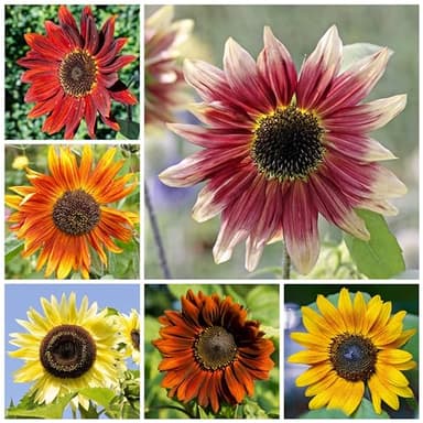 Seed Needs Sunflower Seeds to Plant The Original Crazy Blend | 500+ Heirloom Seeds 15+ Varieties Open Pollinated & Untreated | Resealable Bulk Package Multicolored Blooms Flower Seed - Image 4