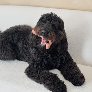 SPOT Bam-Bones Plus T Bone - Bamboo Fiber & Nylon Dog Chew Toy for Moderate to Aggressive Chewers, Non-Splintering, Long-Lasting, 7in Beef Flavor, for Adult Dogs & Teething Puppies Under 90lbs - Image 13