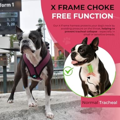 Gooby Comfort X Head in Harness - Purple, Small - No Pull Dog Harness with Patented Choke-Free X Frame for Small to Medium Dogs Indoor/Outdoor Use - Image 8