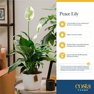 Costa Farms Spathiphyllum Peace Lily Live Indoor Plant in in Premium Scheurich Ceramic Planter, 15-Inch - Image 6