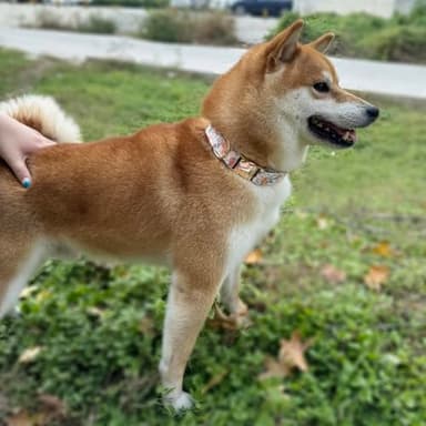 Dog Collar and Leash Set with AirTag Holder,Adjustable Dog Collars with Quick Release Metal Buckle,Flowers Patterns with Soft Padded for Small Medium Large Dogs - Image 5