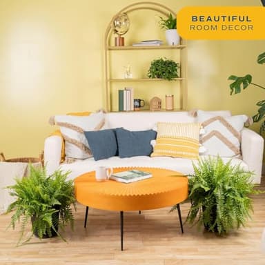 Costa Farms Ferns (2 Pack), Live Premium Boston Fern Plants in Hanging Basket Planters, Houseplants Potted in Soil Potting Mix, Outdoor Garden Gift, Beautiful Home Patio Décor, 16-Inches Tall - Image 4