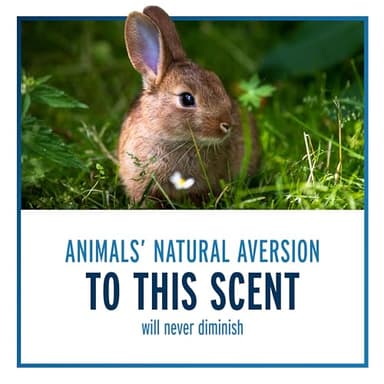 Liquid Fence Deer And Rabbit Repellent Ready-To-Use, Apply Year-Round, 1 Gallon - Image 8