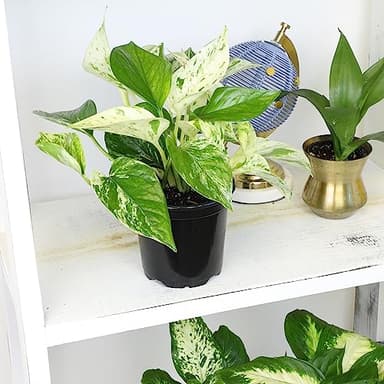 Live Pothos Plants (4PK) Indoor Plants Live Houseplants, Pothos Live Plant House Plants, Money Plant Indoor Pothos Plant Decor, Devils Ivy Trailing Plants Live by Plants for Pets,Black - Image 2