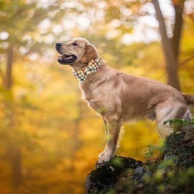 Bobo Rainbow Dog Collar Autumn Pet Collar Plaid Print Fall Soft Cute Pet Collar with Bow Tie Adjustable Metal Buckle Collar Gift Collar for Medium Dogs - Image 5