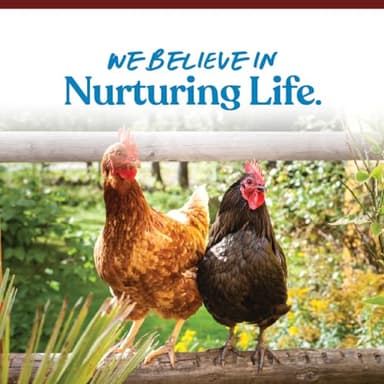 Manna Pro Crushed Oyster Shell for Chickens – Calcium Supplement for Laying Hens to Support Strong Eggshells – Natural Poultry Mineral Feed for Backyard Chickens – 5 lb Bag - Image 7