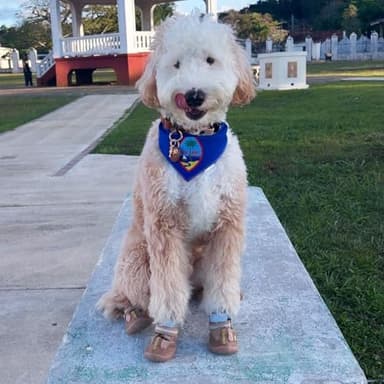 QUMY Dog Shoes for Large Dogs, Medium Dog Boots & Paw Protectors for Winter Snowy Day, Summer Hot Pavement, Water-Resistant in Rainy Weather, Outdoor Walking, Indoor Hardfloors Skid-Resistant Sole - Image 6