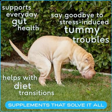 Native Pet Probiotics for Dogs - Dog Probiotics Powder for Digestive Health, Gut Support, & Immune Boost – Vet-Formulated Powder for Maximum Potency with Digestive Enzymes & Prebiotics - 240 Scoops - Image 2
