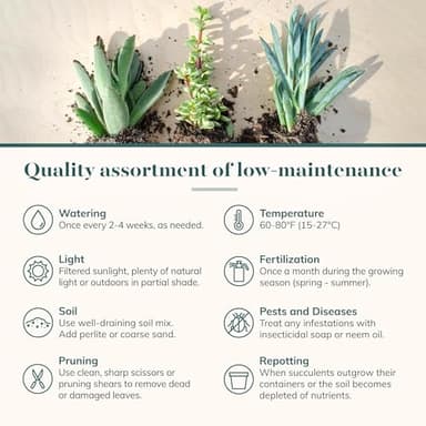 Shop Succulents Assorted Succulent Plant Pack Collection - Live Mini Succulent Plants, Low Maintenance, Mixture of Colors & Textures - Wedding and Party Favors, Gift & Garden, Pack of 32 - Image 6
