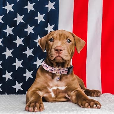 Faygarsle Cotton Dogs Collar Cute 4th of July Independence Day Dog Collars Pink Blue American Flag Star Patterns Dog Collarfor Girl Female Boy Male Small Medium Large Dogs L - Image 6