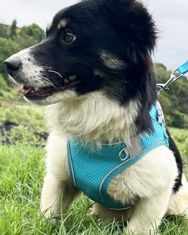 Aecllcea Dog Harness for Small Medium Sized Dog,Step in Puppy Harness and Leash Set Training Walking. (Blue, L) - Image 2