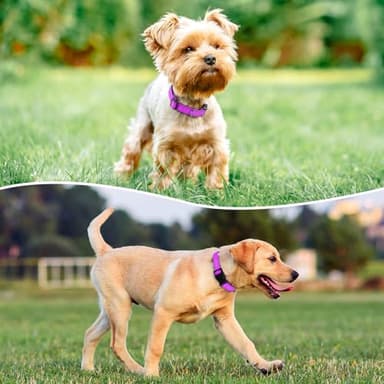 PenSeepet Reflective Dog Collar Padded with Soft Neoprene Breathable Quick Release Basic Dog Collars for Medium Large Dogs Dark Magenta - Image 2