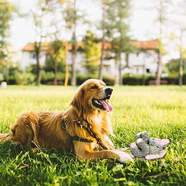 DODODOLA Dog Toys Puppy Toys Cute Squeaky Elephant Dog Toy with Crinkle Paper Stuffed Plush Animal to Keep Them Busy for Small Medium Large Dogs - Image 5
