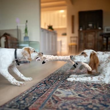 SHARLOVY Dog Squeaky Toys 5 Pack, Bubble Plush Puppy Teething Pet Toys, Crinkle No Stuffing Animals Dog Toy, Doggies Chew for Large Small Medium Breeds - Image 4