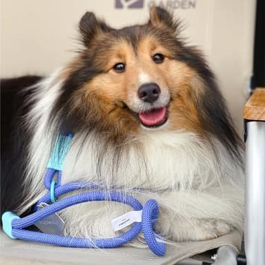Maogoublue 4.9FT Pet Dog Leash with Zinc Alloy Swivel Buckle,Strong Durable Leashes for Walking and Training, Pet Leash Featuring for Large Dogs Heavy Duty Medium Small Dogs (Purple) - Image 6