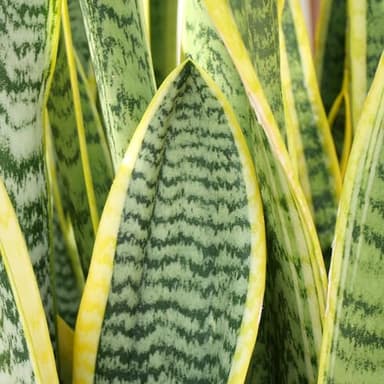 Altman Plants, Live Snake Plant, Sansevieria trifasciata Superba, Fully Rooted Indoor House Plant in Pot, Mother in Law Tongue Sansevieria Plant, Potted Succulent Plant, Houseplant in Potting Soil - Image 4